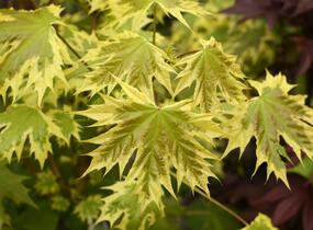 Javor mléč 'Drummondii' - Acer platanoides 'Drummondii'