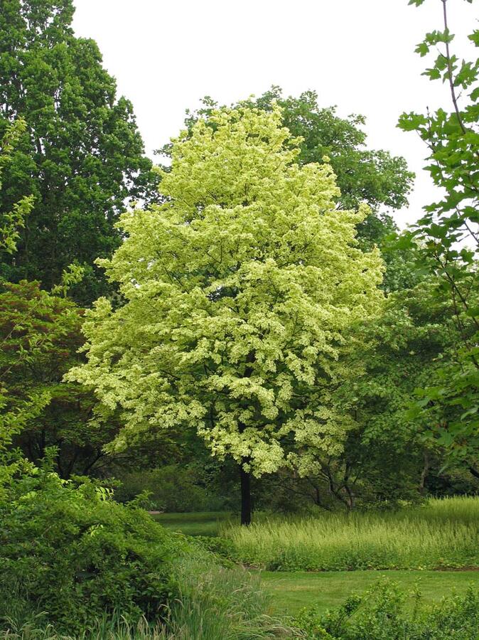 Javor mléč 'Drummondii' - Acer platanoides 'Drummondii'
