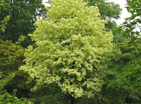 Javor mléč 'Drummondii' - Acer platanoides 'Drummondii'
