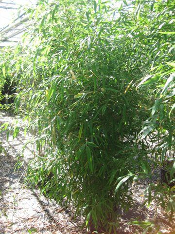 Bambus žlutý - Phyllostachys aurea