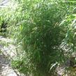 Bambus žlutý - Phyllostachys aurea