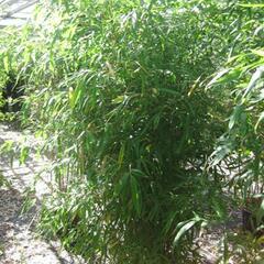 Bambus žlutý - Phyllostachys aurea