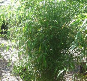 Bambus žlutý - Phyllostachys aurea