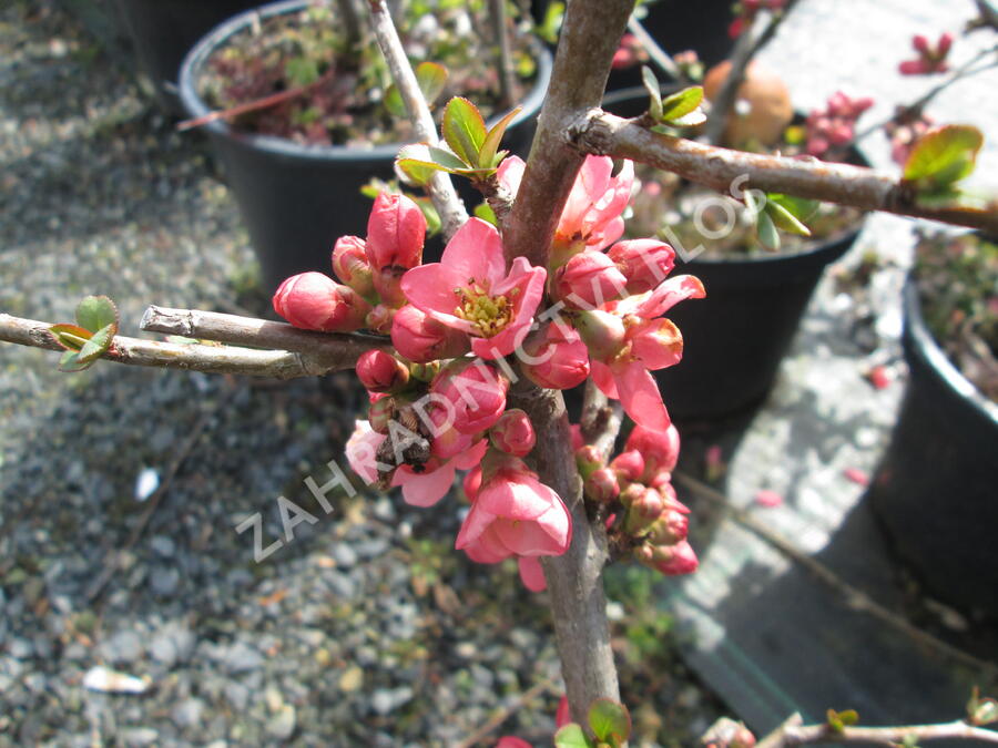 Kdoulovec nádherný 'Pink Lady' - Chaenomeles superba 'Pink Lady'