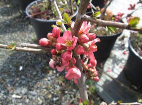 Kdoulovec nádherný 'Pink Lady' - Chaenomeles superba 'Pink Lady'