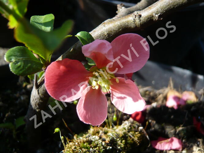 Kdoulovec nádherný 'Pink Lady' - Chaenomeles superba 'Pink Lady'