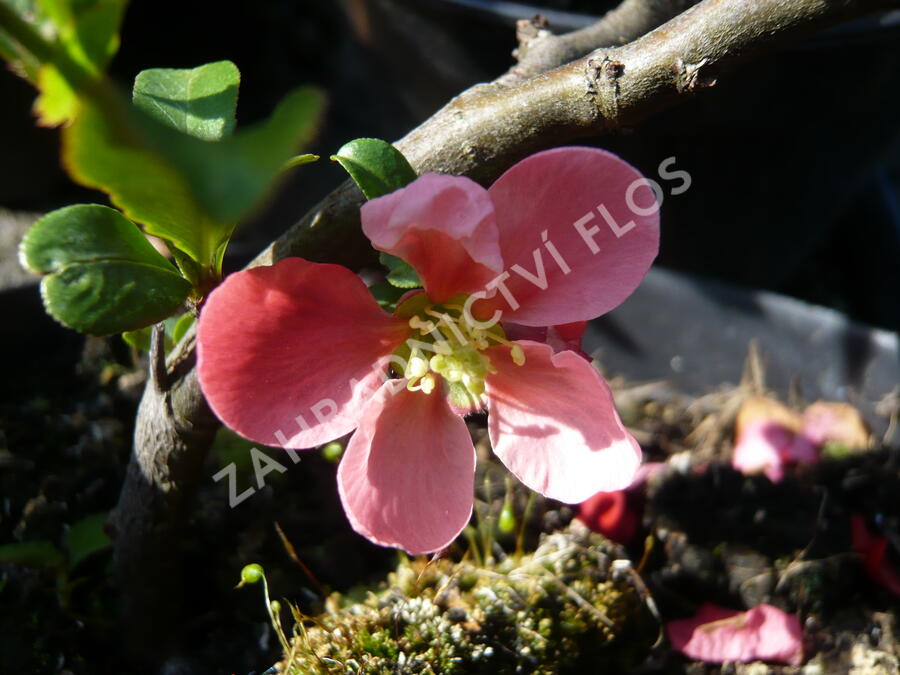 Kdoulovec nádherný 'Pink Lady' - Chaenomeles superba 'Pink Lady'