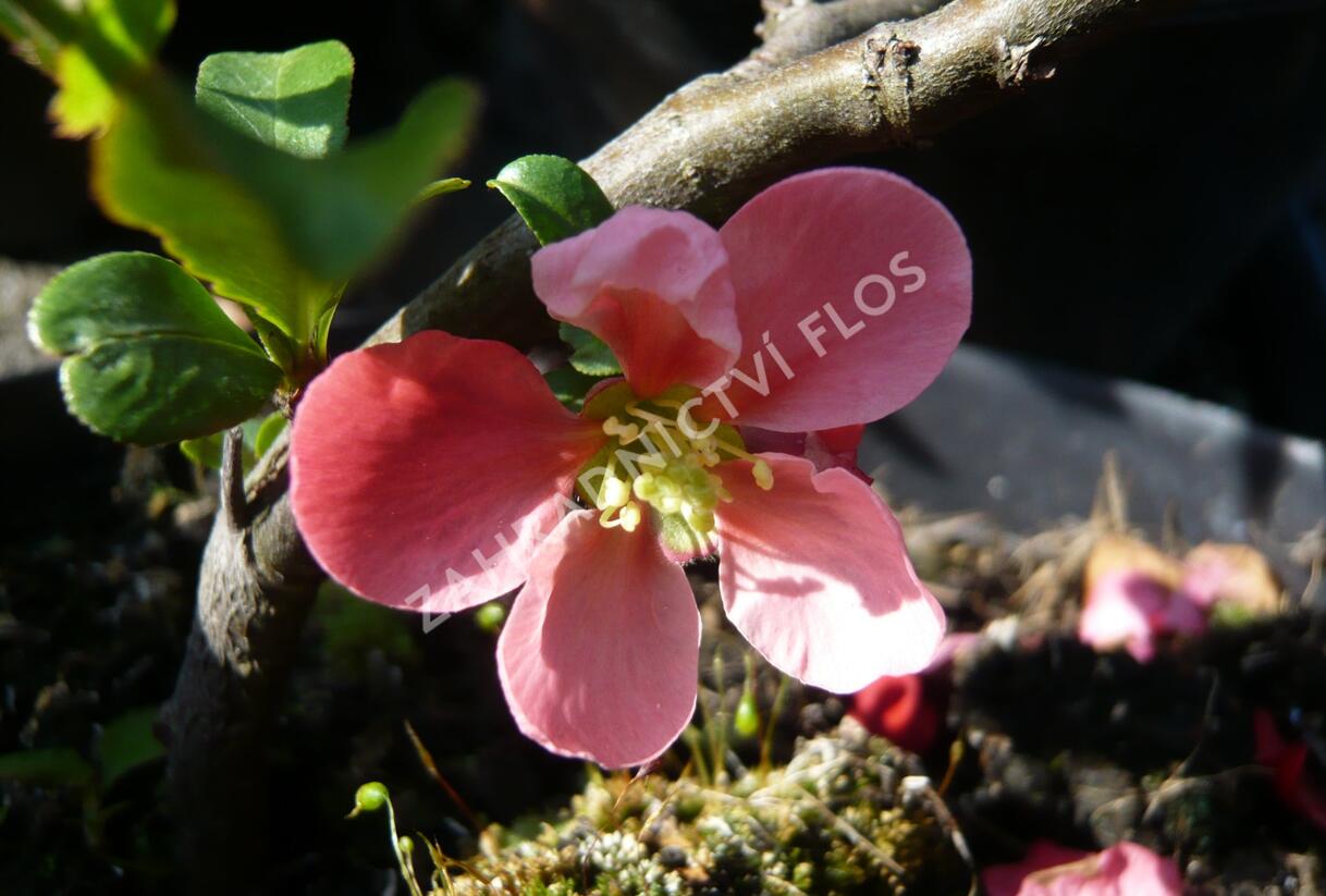 Kdoulovec nádherný 'Pink Lady' - Chaenomeles superba 'Pink Lady'