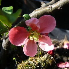 Kdoulovec nádherný 'Pink Lady' - Chaenomeles superba 'Pink Lady'