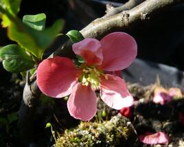 Kdoulovec nádherný 'Pink Lady'