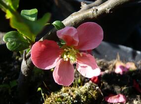 Kdoulovec nádherný 'Pink Lady' - Chaenomeles superba 'Pink Lady'