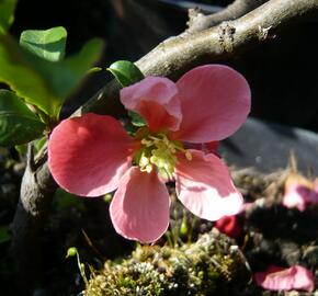 Kdoulovec nádherný 'Pink Lady' - Chaenomeles superba 'Pink Lady'