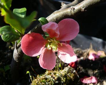 Kdoulovec nádherný 'Pink Lady'