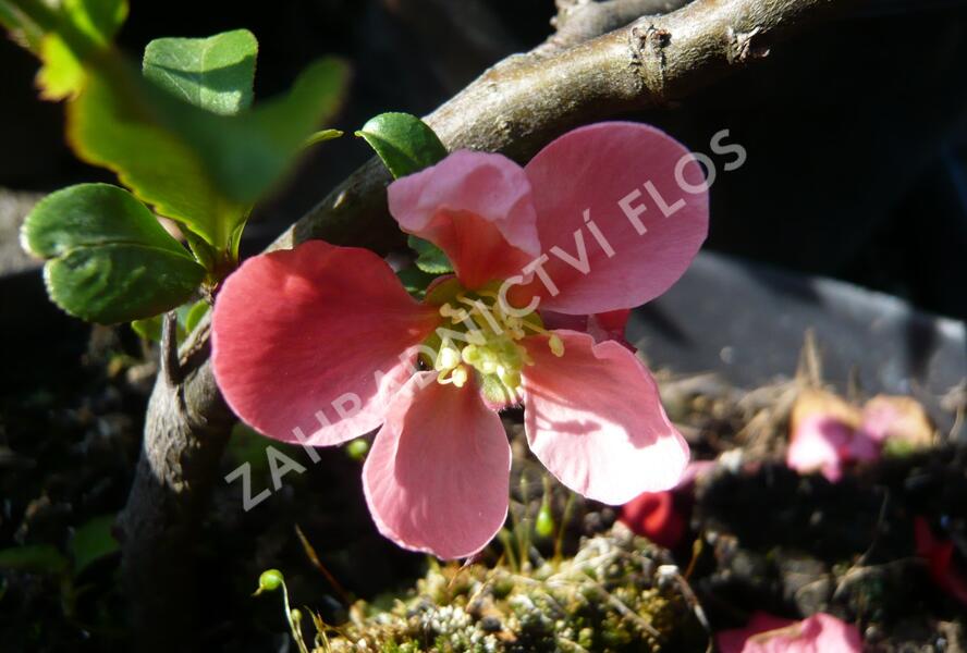 Kdoulovec nádherný 'Pink Lady' - Chaenomeles superba 'Pink Lady'