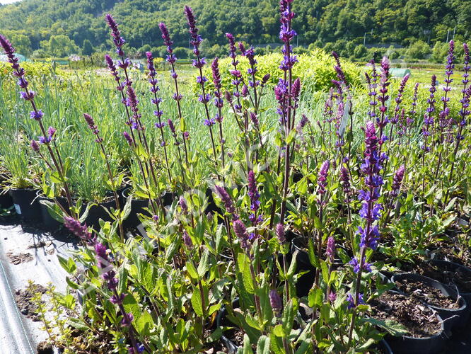 Šalvěj hajní 'Caradonna' - Salvia nemorosa 'Caradonna'