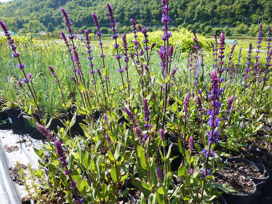 Šalvěj hajní 'Caradonna' - Salvia nemorosa 'Caradonna'