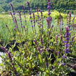 Šalvěj hajní 'Caradonna' - Salvia nemorosa 'Caradonna'