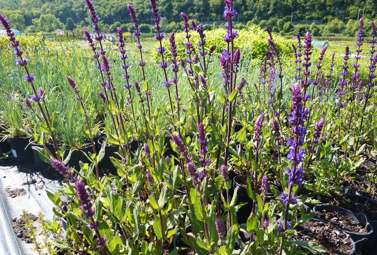 Šalvěj hajní 'Caradonna' - Salvia nemorosa 'Caradonna'