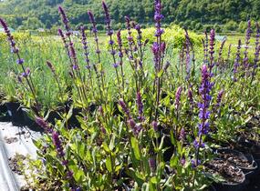 Šalvěj hajní 'Caradonna' - Salvia nemorosa 'Caradonna'