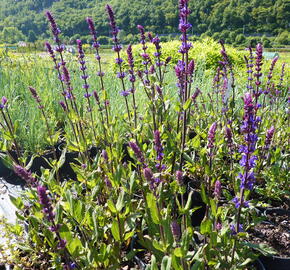 Šalvěj hajní 'Caradonna' - Salvia nemorosa 'Caradonna'