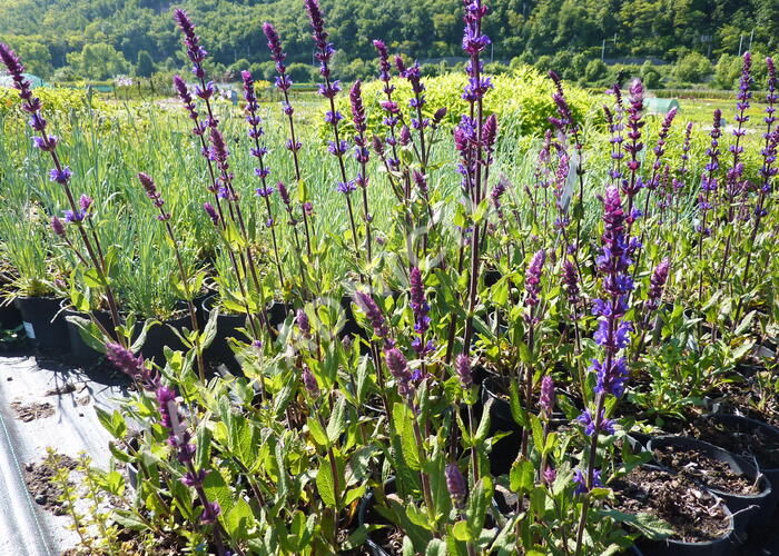 Šalvěj hajní 'Caradonna' - Salvia nemorosa 'Caradonna'