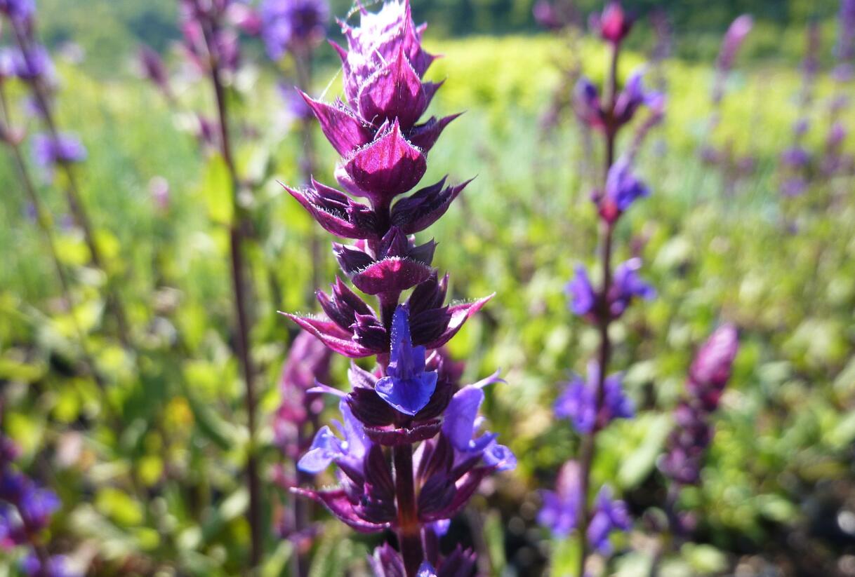 Šalvěj hajní 'Caradonna' - Salvia nemorosa 'Caradonna'