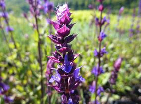 Šalvěj hajní 'Caradonna' - Salvia nemorosa 'Caradonna'