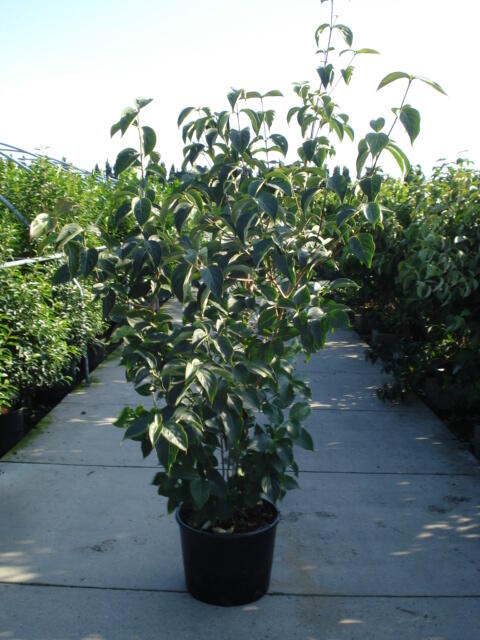 Dřín japonský 'China Girl' - Cornus kousa 'China Girl'