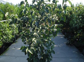 Dřín japonský 'China Girl' - Cornus kousa 'China Girl'