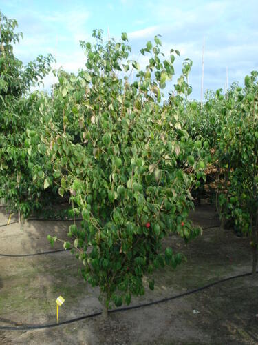 Dřín japonský 'China Girl' - Cornus kousa 'China Girl'