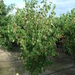 Dřín japonský 'China Girl' - Cornus kousa 'China Girl'