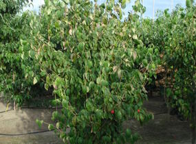 Dřín japonský 'China Girl' - Cornus kousa 'China Girl'