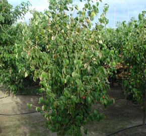 Dřín japonský 'China Girl' - Cornus kousa 'China Girl'