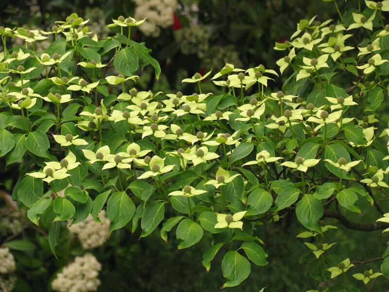 Dřín japonský 'China Girl' - Cornus kousa 'China Girl'