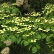 Dřín japonský 'China Girl' - Cornus kousa 'China Girl'