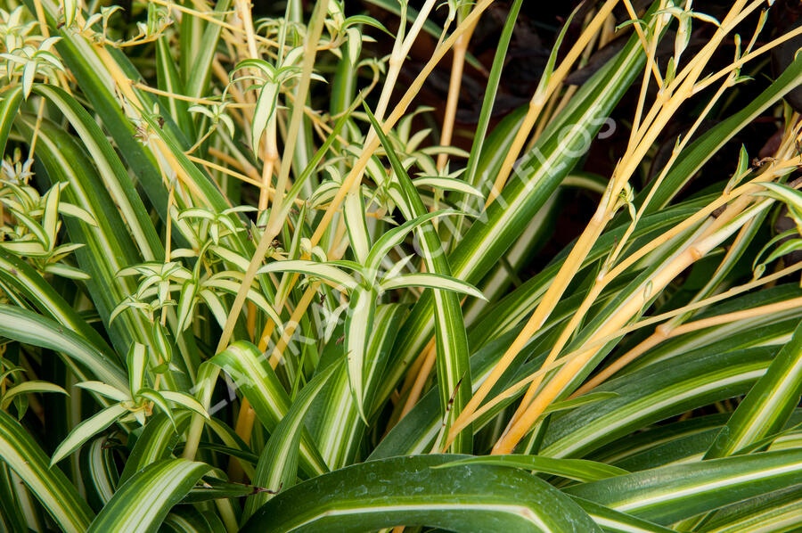 Zelenec - Chlorophytum comosum