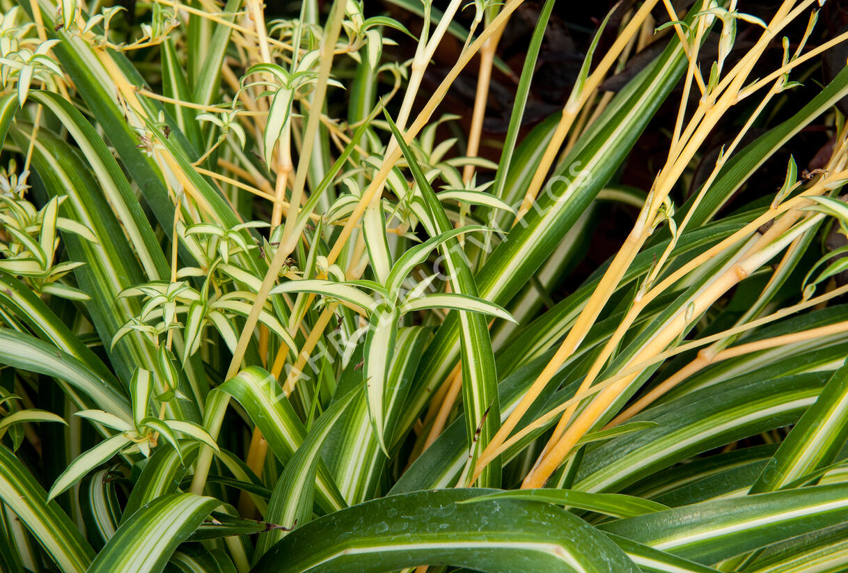 Zelenec - Chlorophytum comosum
