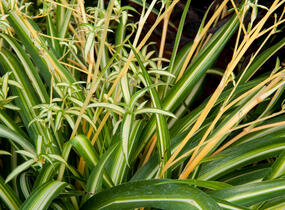 Zelenec - Chlorophytum comosum