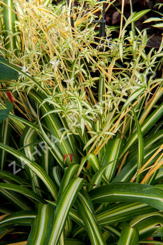 Zelenec - Chlorophytum comosum