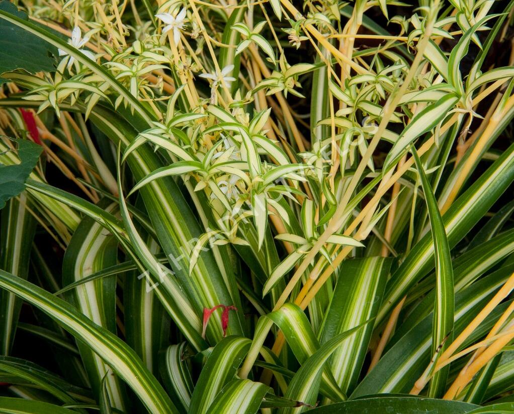 Zelenec - Chlorophytum comosum