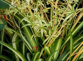 Zelenec - Chlorophytum comosum