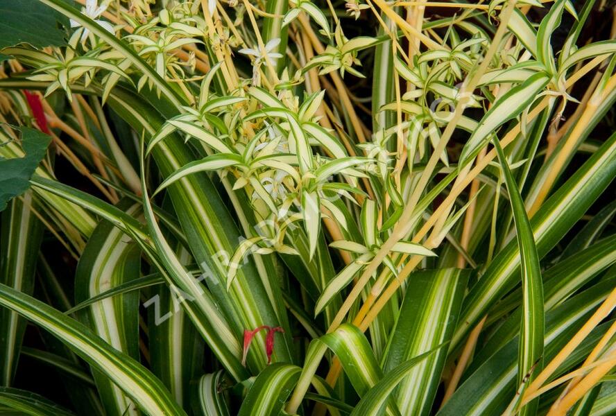 Zelenec - Chlorophytum comosum