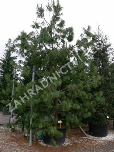 Borovice Wallichova - Pinus wallichiana (excelsa)