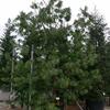 borovice himálajská - Pinus wallichiana