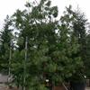 borovice himlajsk - Pinus wallichiana
