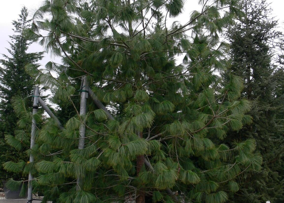 Borovice Wallichova - Pinus wallichiana (excelsa)