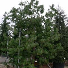 Borovice Wallichova - Pinus wallichiana (excelsa)