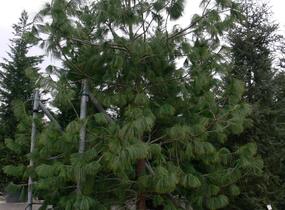 Borovice Wallichova - Pinus wallichiana (excelsa)