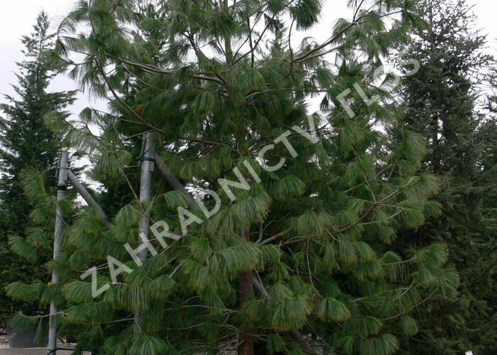 Borovice Wallichova - Pinus wallichiana (excelsa)