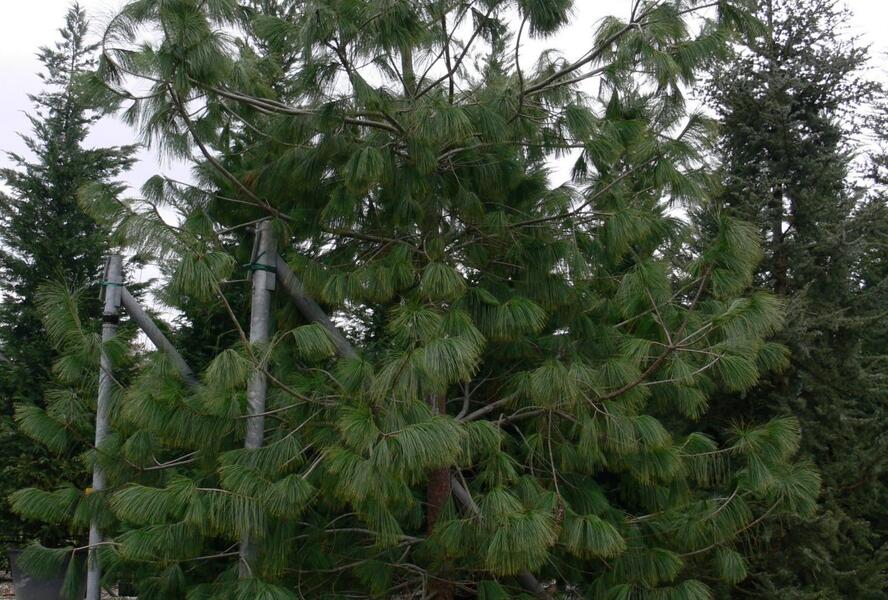 Borovice Wallichova - Pinus wallichiana (excelsa)